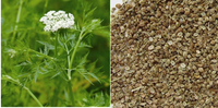 Extrait de Cnidium Monnieri 60% Osthole HPLC Extrait de plante naturelle