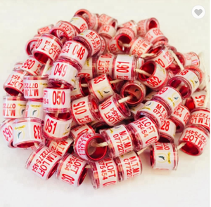 2020 Postduif Loft - Product Image 5