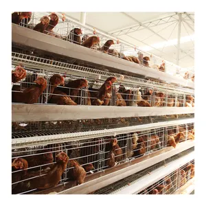 Poultry Farm Layer Cage Automatic Egg Collection Equipment Battery Cages For Layer Used In Poultry Chicken Farming