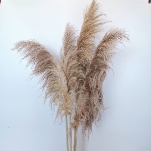 ARGE-Hierba de las pampas secas naturales para arco de boda, decoración de estilo bohemio de 120cm de alto, gran oferta - Product Image 2