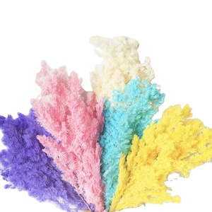 Decorazione Bestseller: Fiori Secchi, Felce Ming Conservata, Sfondo per Matrimoni e Decorazioni Murali - Product Image 1