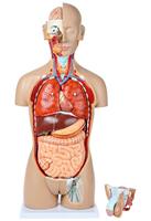 Modèle de torse humain de luxe de 85 cm, double sexe, 27 pièces, dos ouvert, comprend des organes reproducteurs masculins et féminins interchangeables, CE/ISO