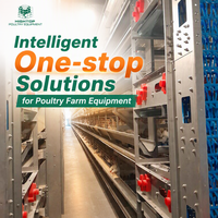 Cage à poules pondeuses entièrement automatique de type H, équipement avicole en batterie avec système d'alimentation et de collecte des œufs