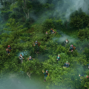 MEJOR VENTA DE ALTA MONTAÑA SHAN TÉ DE NIEVE HOJAS NATURALES PURAS DE VIETNAM - Product Image 1