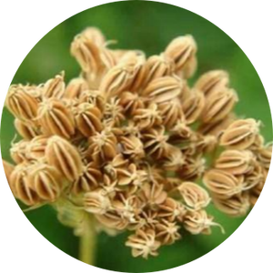 Integratori Nutrizionali con Estratto di Frutta di <span class=keywords><strong>Cnidium</strong></span> Monnieri Puro e Naturale - Product Image 2