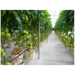 צמח שלם דלי עגבניות הידרופונית גן