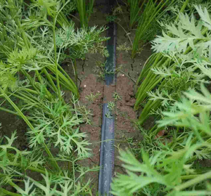 Ruban d'irrigation <span class=keywords><strong>goutte</strong></span> à <span class=keywords><strong>goutte</strong></span> en plastique noir à lame unique de type labyrinthe, diamètre 16 mm, pour l'irrigation agricole économe en eau - Product Image 2