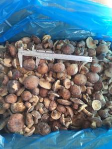 Alta calidad, certificado BRC, IQF, Frozen, <span class=keywords><strong>Boletus</strong></span>, <span class=keywords><strong>Luteus</strong></span> - Product Image 3