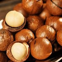 Macadamia Fındıkları Premium Bütün Kabuklu Kavrulmuş Doğal Atıştırmalık Pişirme Hediyesi Toptan İhracat Katkısız 2 Yıl Raf Ömrü