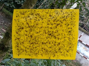 Trampas de insectos pegajosas amarillas ecológicas, trampa para moscas, en la selva atrapador, como Palma - Product Image 4