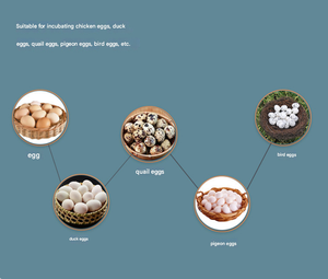 Incubadora Totalmente Automática, Bandeja de Plástico para <span class=keywords><strong>Huevos</strong></span> de Codorniz, Incubadora para Pollos, Patos, Gansos, Codornices y Aves, Incubadora Pequeña de Bajo Consumo - Product Image 2