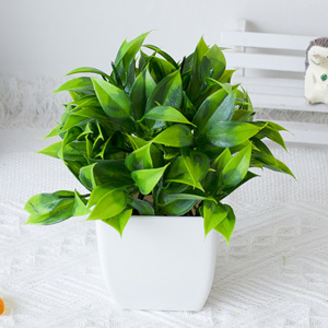 Piante Artificiali <span class=keywords><strong>da</strong></span> Scrivania, Foglie di Teak, Erba in Vaso, Decorazione per Interni ed Esterni, <span class=keywords><strong>Bonsai</strong></span> in Plastica - Product Image 4