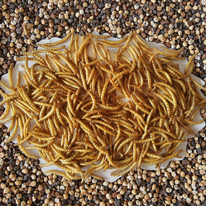 Manufacturers Wholesale <strong>Sale</strong> Fine Processing Microwave Dried Pellet Shape 100% Natural Protein Dry Mealworms Yellow Food - Product Image 2