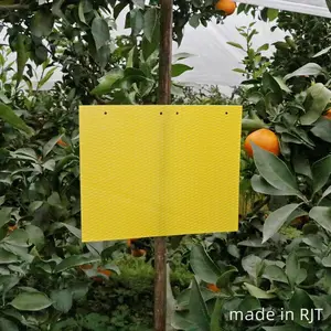 Degradable Yellow Sticky Traps Insect For Thrips Control