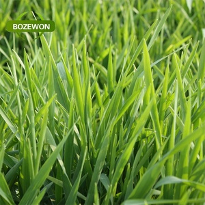 ISO sertifikalı organik buğday çim suyu tozu yüksek kaliteli bitkisel özü yeşil toz formu lal sertifikalı gıda paketlenmiş davul - Product Image 3