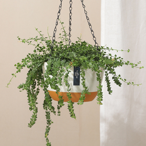 Maceta Colgante de Polipropileno de 24 <span class=keywords><strong>cm</strong></span>, Precio al por Mayor, Decoración del Hogar, Macetas y Jardineras, Estilo Nórdico, Maceta de 9.4 Pulgadas - Product Image 3