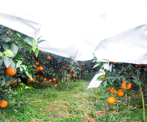 ผ้าไม่ทอคลุมต้นไม้ป้องกันหิมะป้องกันน้ำค้างแข็งสำหรับสวนพืชเรือนกระจก - Product Image 4