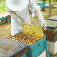 Neuer Witbee Bienenstockrahmen mit Bienenwachs-Grundlage 5,4mm Zellengröße 2 Jahre Garantie für Imkereibetriebe