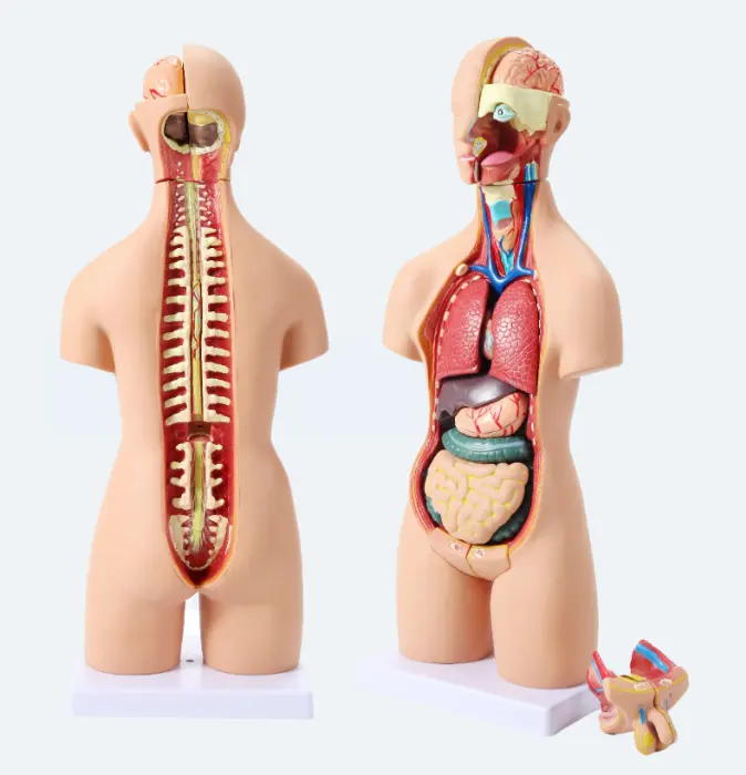 Modelo anatômico médico do corpo humano, modelo de anatomia muscular interna de 55cm do corpo humano