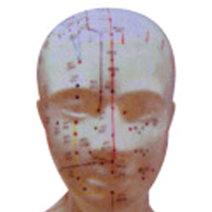 Modelo de Puntos de Acupuntura Médica ADA Y1012/Y1013 de 20 cm y Modelo de Cabeza de Tamaño Real para Estudiantes de Shanghái - Product Image 6