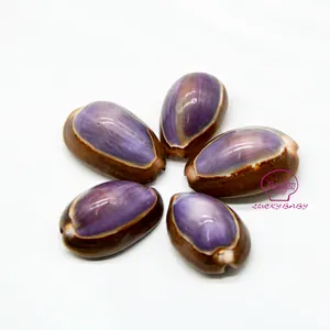 Groothandel Natuurlijke Schelpen Cowire <span class=keywords><strong>Tiger</strong></span> Eye Porceleinslak Schelpen Voor Sieraden Ontwerpers - Product Image 1