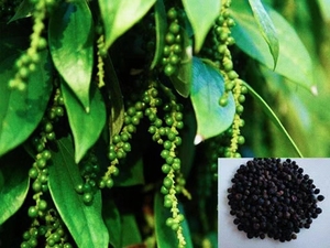 Polvo de pimienta negra <span class=keywords><strong>Soluble</strong></span> en agua Polvo de extracto de pimienta negra 95% 98% <span class=keywords><strong>Piperine</strong></span> - Product Image 4