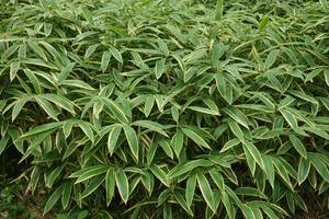 Complejo Jejulacto Premium, Extracto Líquido Fermentado de Plantas de la Isla de Jeju, Materia Prima Cosmética, Fórmula para el Cuidado de la Piel, Hidratación - Product Image 4