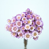 50 Bunga Kering Little Star Daisy & Bunga Mini Brasil - Molly Garden untuk Dekorasi DIY harga grosir