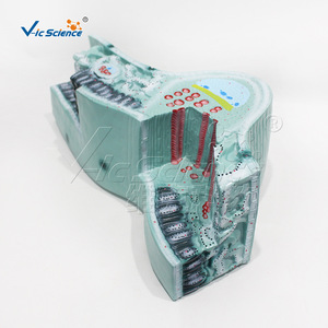 Modèle de structure des feuilles, appareil pour l'étude de la structure des cellules végétales, équipement expérimental de biologie pour les collèges et les lycées. - Product Image 2