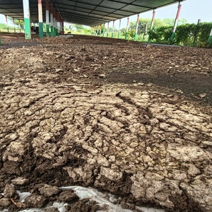 Engrais organique de compost de vermis de qualité supérieure, fraîchement utilisé, fournisseurs agricoles indiens - Qualité d'exportation de haute qualité, excellent prix - Product Image 4