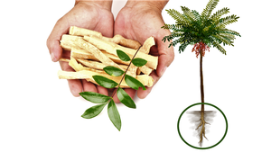 Beste Prijssupplement <span class=keywords><strong>Tongkat</strong></span> <span class=keywords><strong>Ali</strong></span>-Wortelextract 200:1 <span class=keywords><strong>Tongkat</strong></span> <span class=keywords><strong>Ali</strong></span>-<span class=keywords><strong>Extract</strong></span> Eurycomanonpoeder - Product Image 2