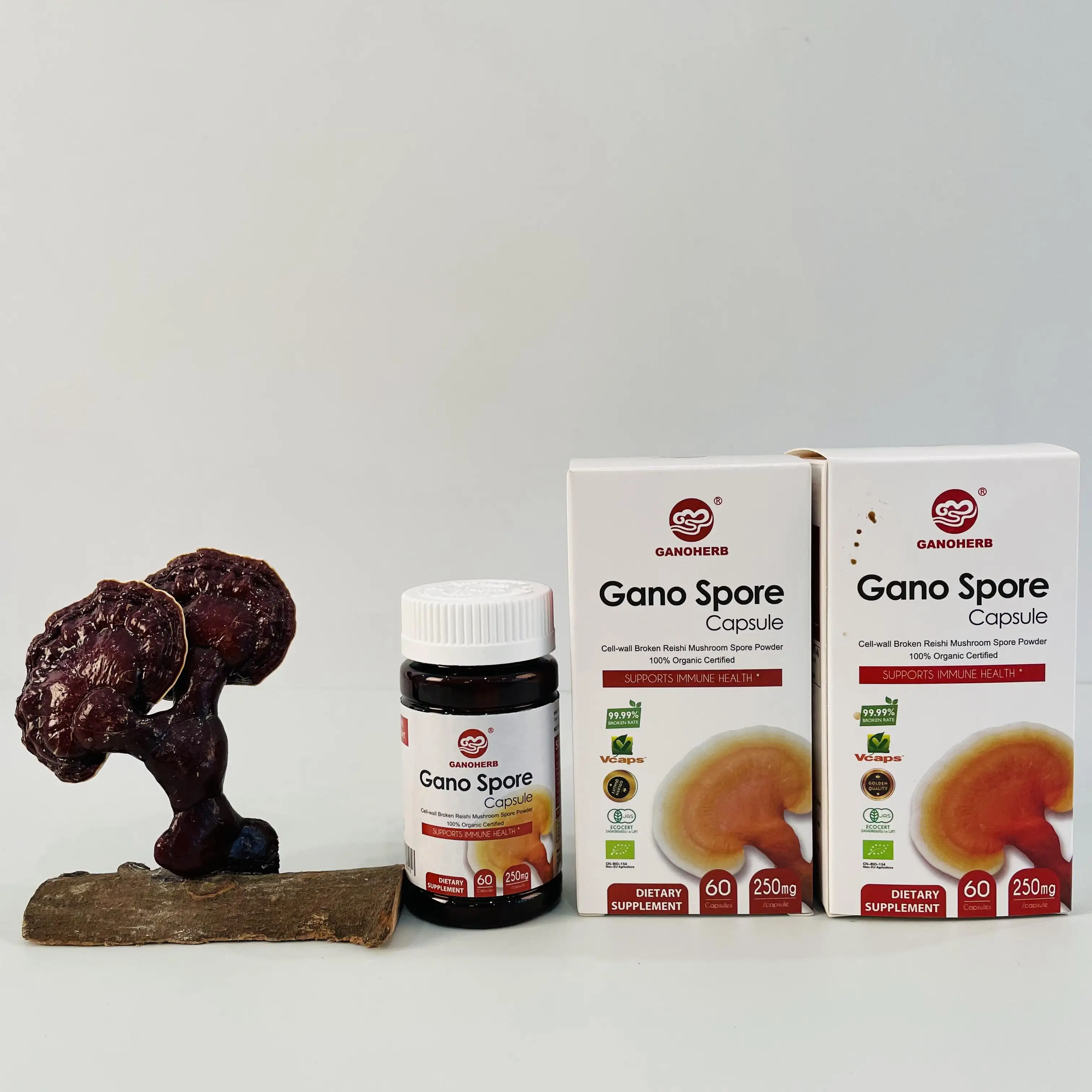 OEM vente en gros Ganoderma lucdim Reishi champignon spores capsules poudre extrait à base de plantes alimentaire produit de santé supplément