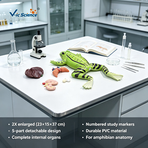 Modelo Anatómico de Disección de Rana de 5 Partes, PVC, Tamaño Real, Ampliado 2 Veces, <span class=keywords><strong>para</strong></span> Enseñanza Veterinaria y Médica, CE ISO ROHS CNAS - Product Image 1