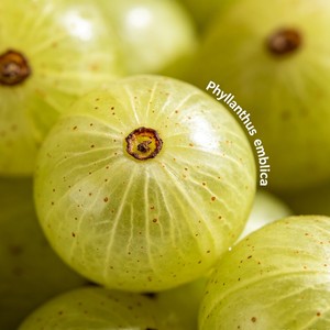 Amla (Gooseberry Indien) Séché : Arôme Fruité Équilibré Acidulé-Doux, Matière Première pour Boissons, Desserts et Soins Quotidiens <span class=keywords><strong>de</strong></span> la Peau - Product Image 5