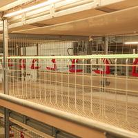 Nouvelles cages d'élevage de canards à viande entièrement automatiques de type H économiques avec acier galvanisé à chaud pour la ferme commerciale de canards de pondeuse d'œufs