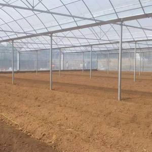 دفيئات نفقية زراعية متعددة الامتداد مستعملة دفيئات نفقية تجارية عالية - Product Image 5