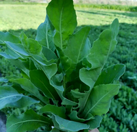 Extrait d'herbe d'Usma pour les soins capillaires, poudre de feuilles d'herbe d'Usma pour la croissance des cheveux
