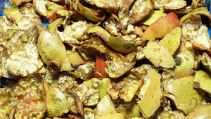 Lựu Niềm Đam Mê Trái Cây Hạt Giống Máy Làm Đi Tiểu Hạt Giống Máy - Product Image 5