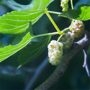 白桑の葉 (Sang Ye) エッセンシャルオイルオーガニックディフューザー用-<span class=keywords><strong>100</strong></span>% 純粋な天然中国モルスアルバハーブエキス | 10ML - Product Image 2