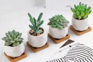 Mini Suculentas Artificiales de Alta Calidad, Simples, de PVC, Portátiles, para Decoración, Pequeñas Plantas en Maceta, Regalos Promocionales de Negocios - Product Image 5