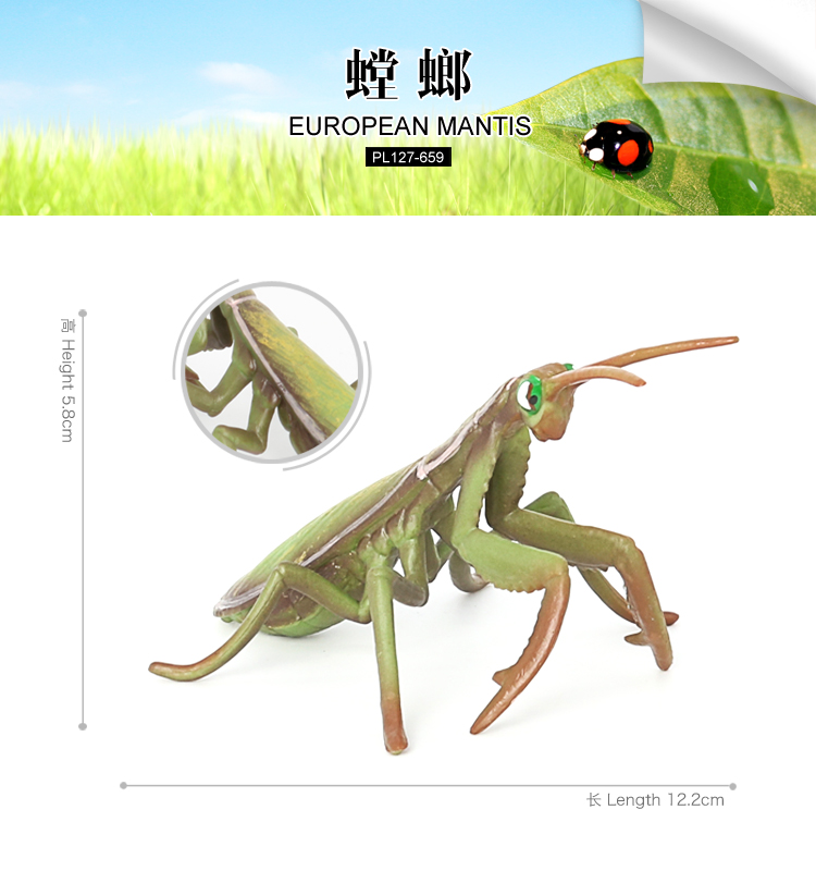659 Mantis Europea