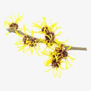 Hamamelis สารสกัดจากแม่มดสีน้ำตาลแดง, - Product Image 2