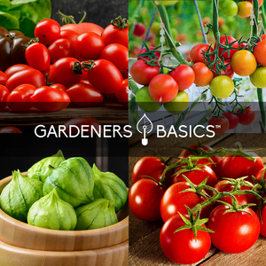 <span class=keywords><strong>Kit</strong></span> de plantes de jardin potager biologique 8 tomates pour amoureux de la culture en extérieur ou à la maison dans un sol de jardin en état d'utilisation - Product Image 5