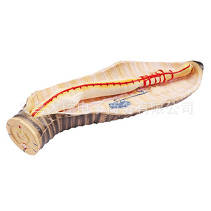 Modelo de disección de lombriz, modelo didáctico biológico de alta definición, modelo de investigación de estructura biológica - Product Image 4