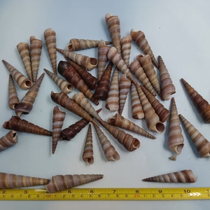 Conchiglia di conchiglia a vite nera da 5-7cm per decorazioni artigianali fai da te - Product Image 4