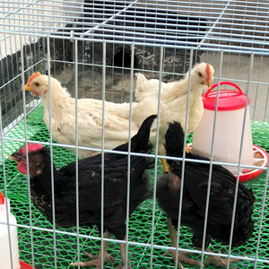 คอกไก่แบบพับได้สำหรับเลี้ยงไก่และสัตว์เลี้ยง ประกอบง่าย ทำความสะอาดง่าย คอกสำหรับสัตว์ปีก คอกเป็ด - Product Image 5