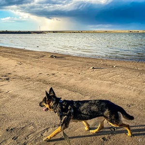 Fabricante de correas de nailon Pitbull combate resistente Big Adventure camuflaje mascota servicio táctico trabajo entrenamiento perro <span class=keywords><strong>Collar</strong></span> - Product Image 6