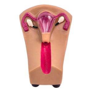 نموذج تعليمي طبي لتدريب على وسائل منع الحمل - Product Image 2