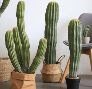 <span class=keywords><strong>Cactus</strong></span> plástico artificial verde de lujo de simulación de sensación Premium para Decoración - Product Image 5
