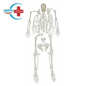 HC-S207 Human whole body disarticulated skeleton model for medical teaching